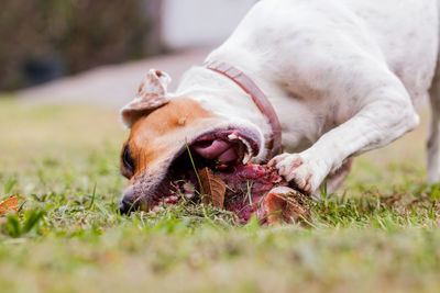 Close-up of dog on grass