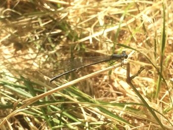 Close-up of insect on grass