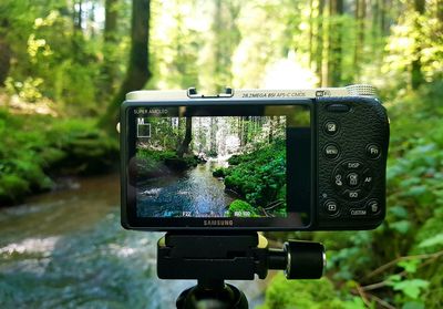 Close-up of tree trunk in forest