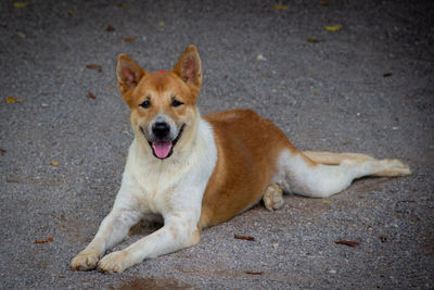 High angle portrait of dog on road in city