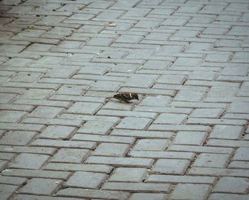 Street light on pavement