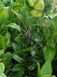 High angle view of insect on plant