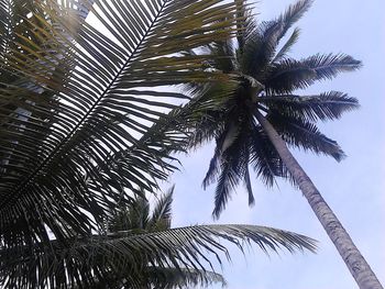 Low angle view of palm tree against sky