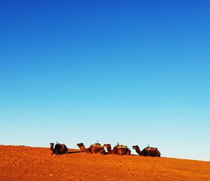 Flock of sheep in a desert