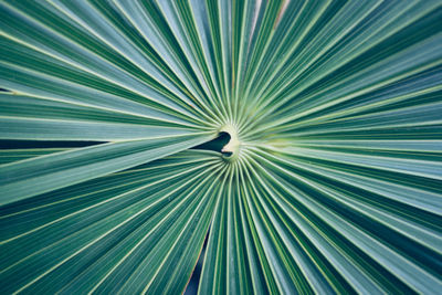 Full frame shot of palm leaf