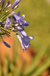 Close-up of purple flower