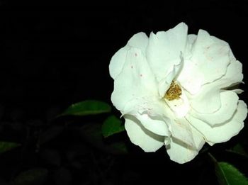 Close-up of rose against black background