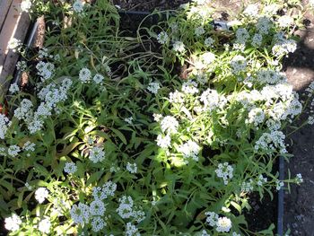 High angle view of flowering plants on potted plant