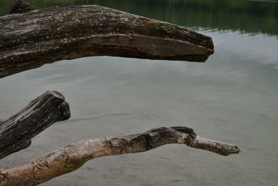 Driftwood on tree trunk by lake