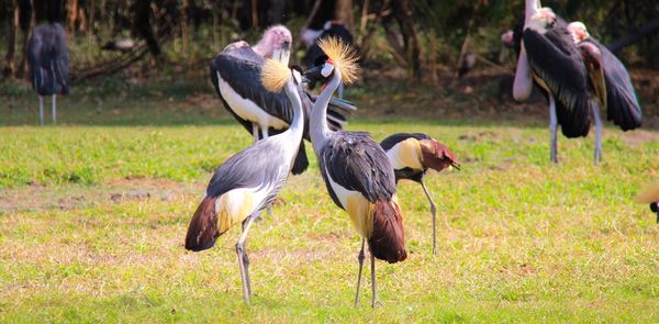 Close-up of birds on field