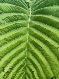 Full frame shot of green leaves