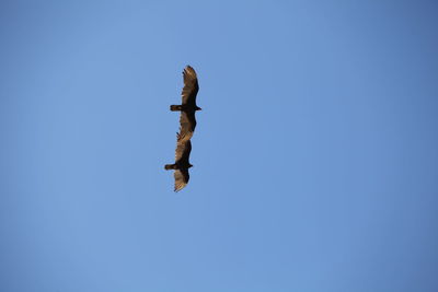 Low angle view of bird flying against clear blue sky
