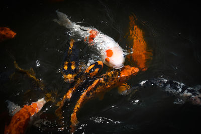 High angle view of koi carps swimming in pond