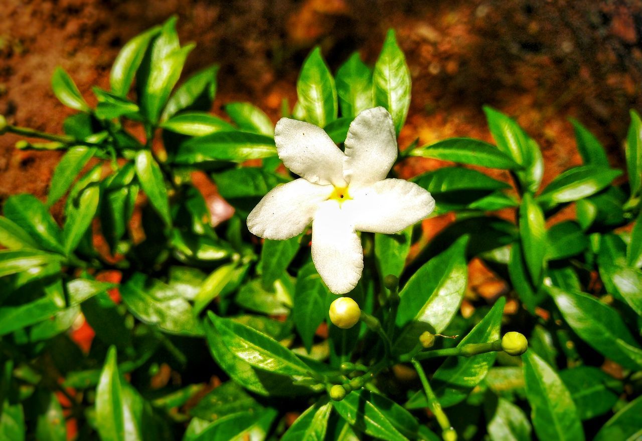 CLOSE-UP OF WHITE FLOWERING PLANT WITH GREEN LEAVES