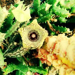 Close-up of lizard on plant