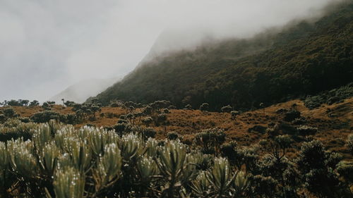 Plants growing on land against sky