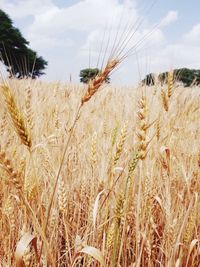 Close-up of wheat field against sky