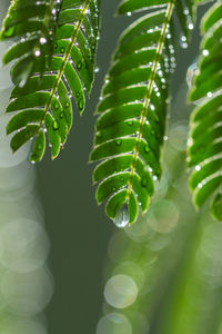 Close-up of dew drops on leaves