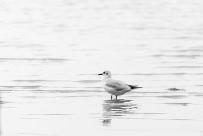 Seagull perching on water