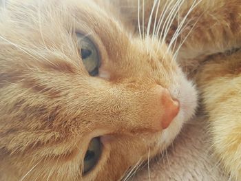 Close-up of cat