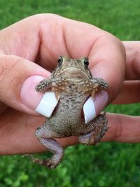 Close-up of hand holding lizard