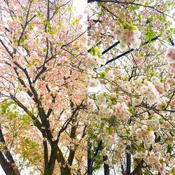 Low angle view of cherry blossom tree