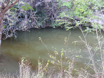 Scenic view of lake in forest