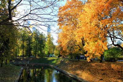 Trees in park during autumn