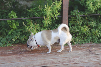 White dog standing on ground