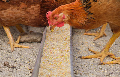 Close-up of hen