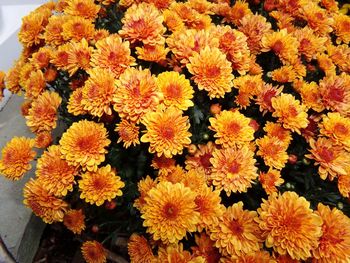 Close-up of marigold flowers