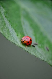 Close-up of ladybug on leaf