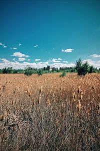 Scenic view of field against blue sky