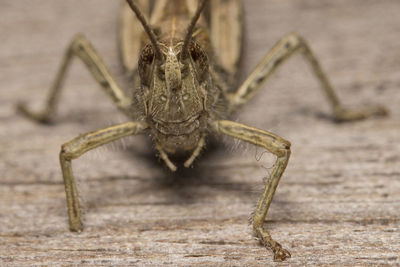 Close-up of grasshopper