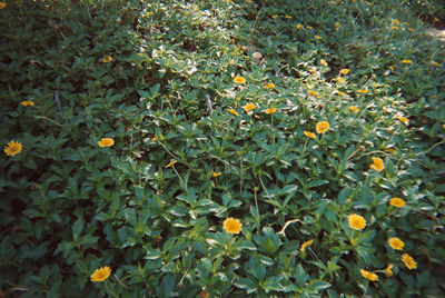 High angle view of yellow flowering plants