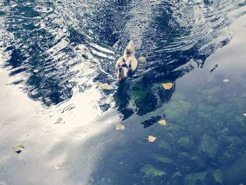 Aerial view of swimming in sea