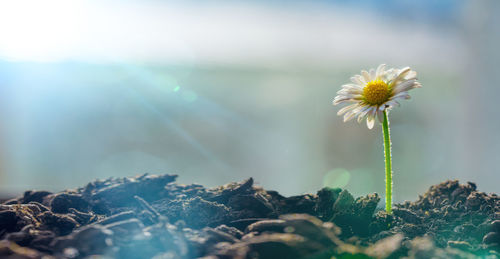 Close-up of flower growing on field