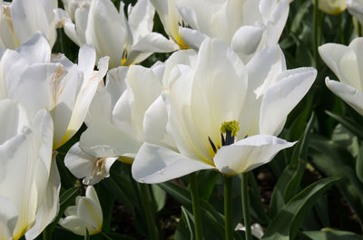 Close-up of white flowers blooming outdoors