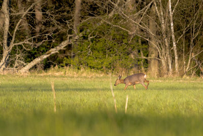 Deer in a field