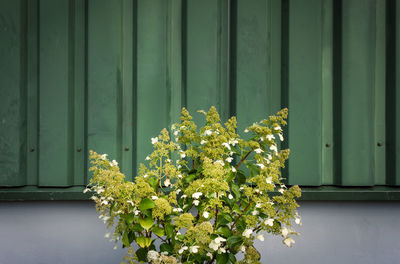 Hydrangea flower plant growing against corrugated metal wall