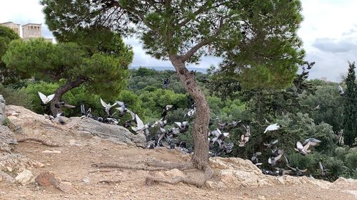 View of birds flying over trees
