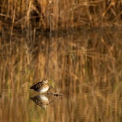 Bird perching on lake