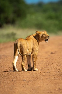 Cat standing on a land