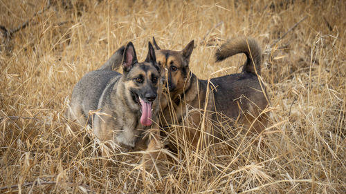 View of two dogs on field