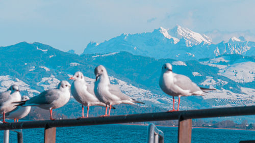 Seagulls perched near lake with picturesque snowy mountain in background.