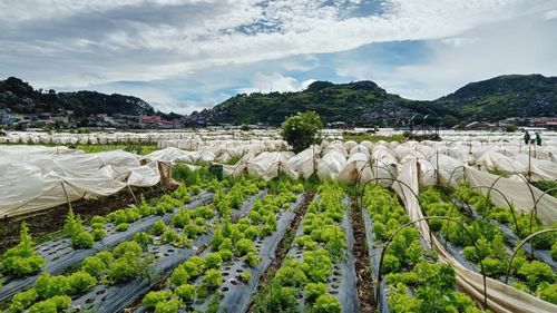 Panoramic view of agricultural field against sky