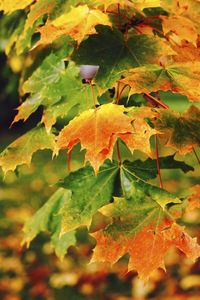 Close-up of maple leaves on tree