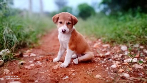 Portrait of dog sitting on field