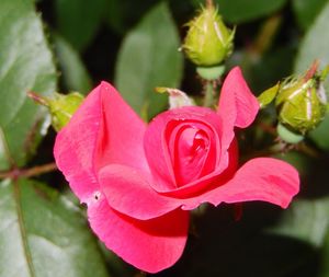 Close-up of pink rose