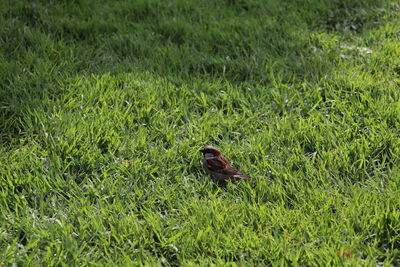 Bird perching on a field